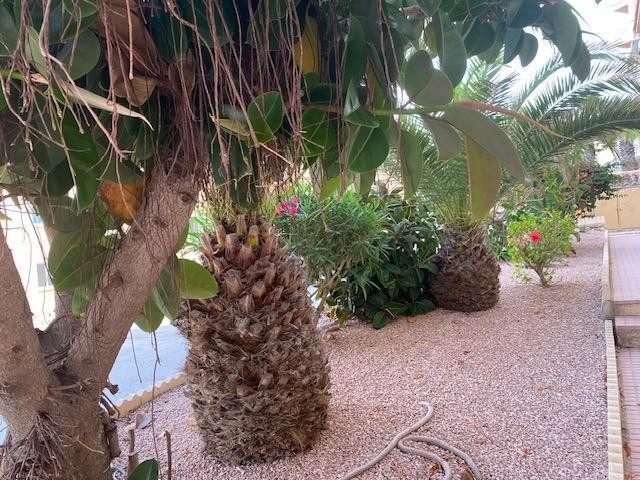 Mieszkanie Sprzedaż Costa Blanca Torrevieja 9