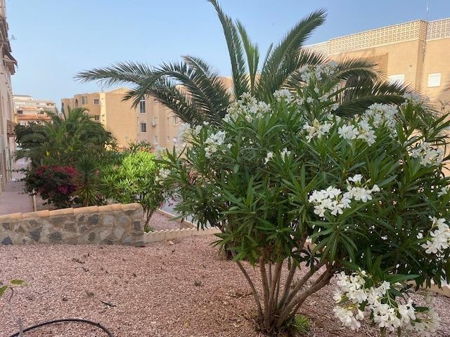 Mieszkanie Sprzedaż Costa Blanca Torrevieja 18